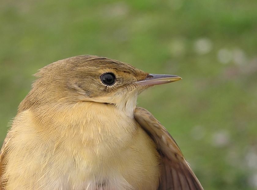 Marsh Warbler, Sundre 20050729